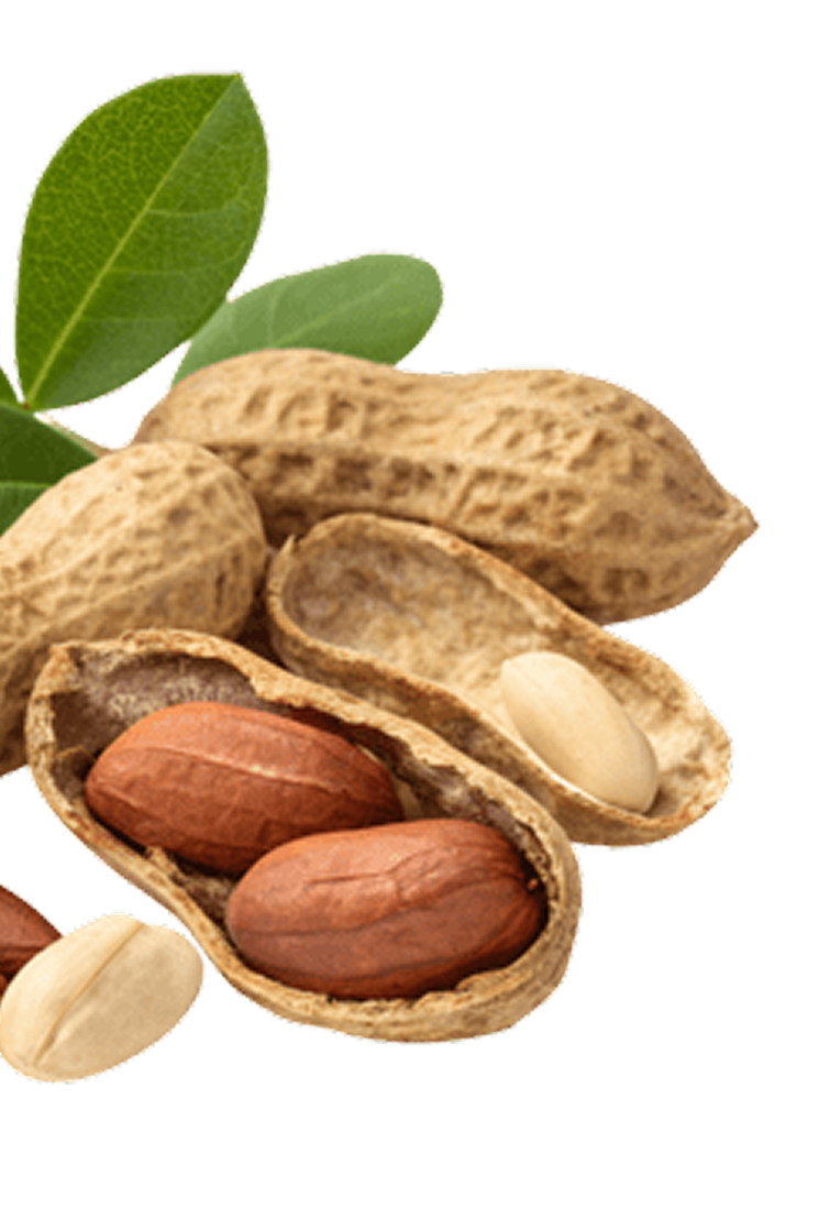 Fresh peanuts decoration